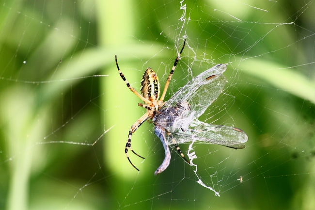 Argiope bruennichi con il suo pasto